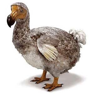 Dodo Bird