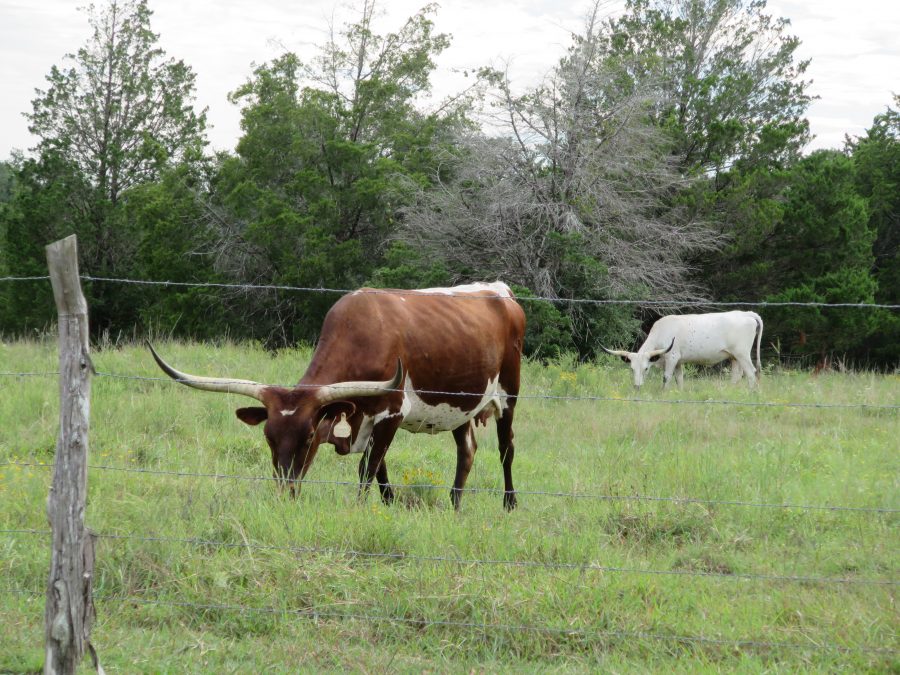 Round Top Texas Antique Week